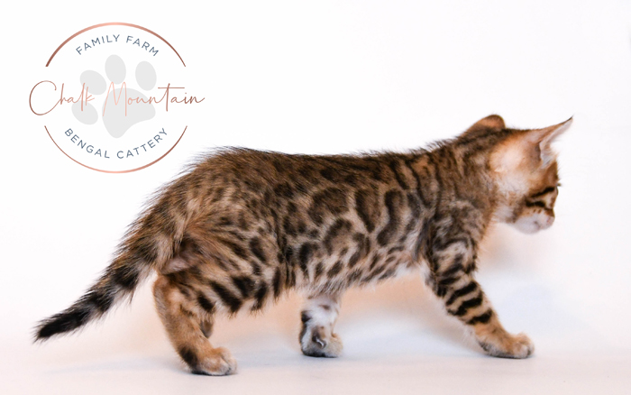 Bengal kitten for sale